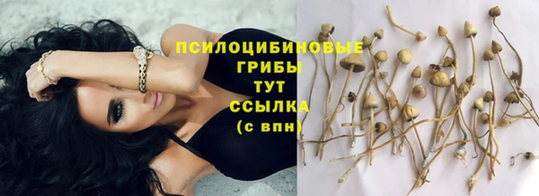 стаф Зерноград